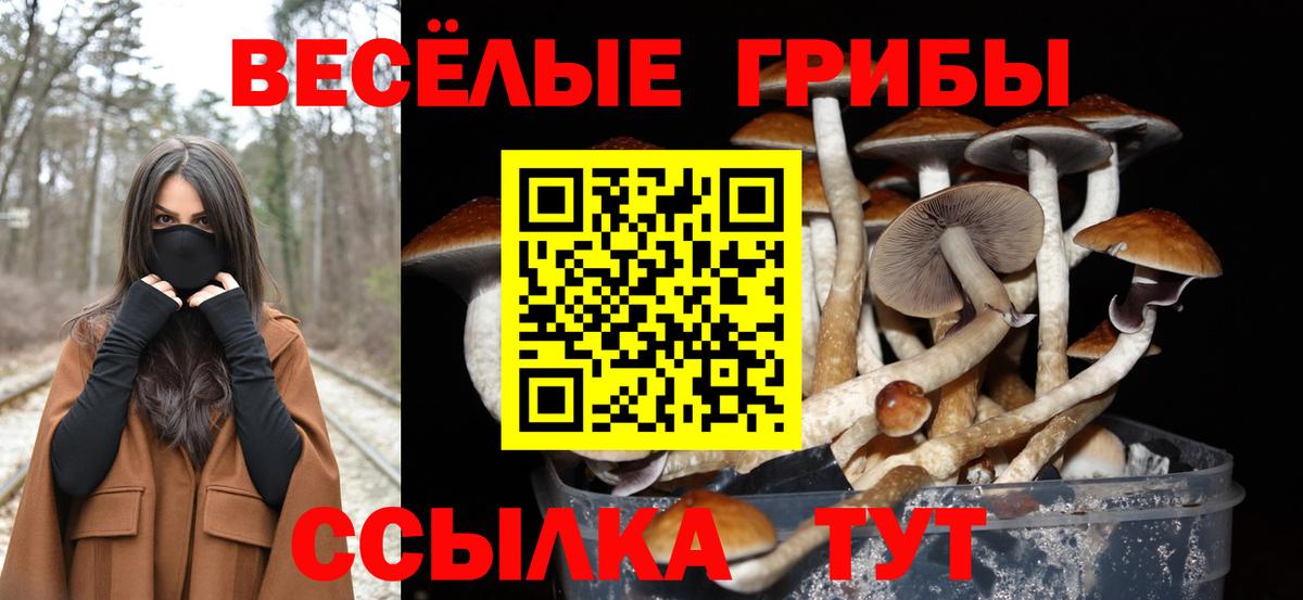 Галлюциногенные грибы Psilocybine cubensis Касимов